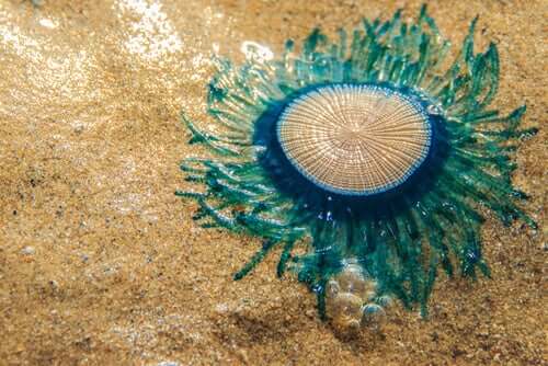 Porpita porpita, la medusa bottone blu