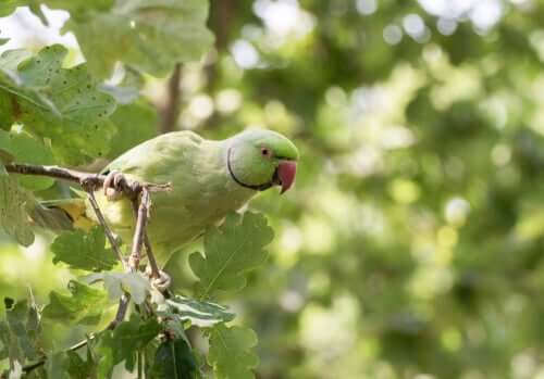 Psittacula krameri appollaiata su una quercia