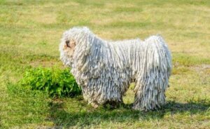Il puli ungherese: il cane "rasta" dal carattere vivace