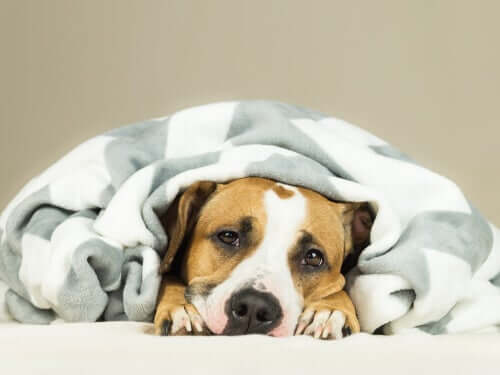 Raffreddore nei cani: cane sotto una coperta.
