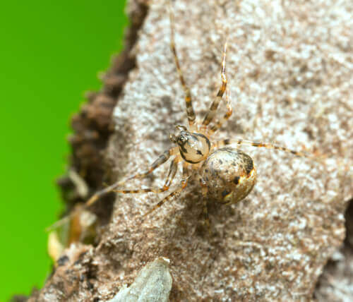 Ragno che si mimetizza