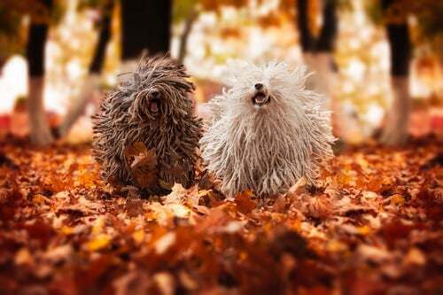 Razza cane puli ungherese, cani che corrono in autunno