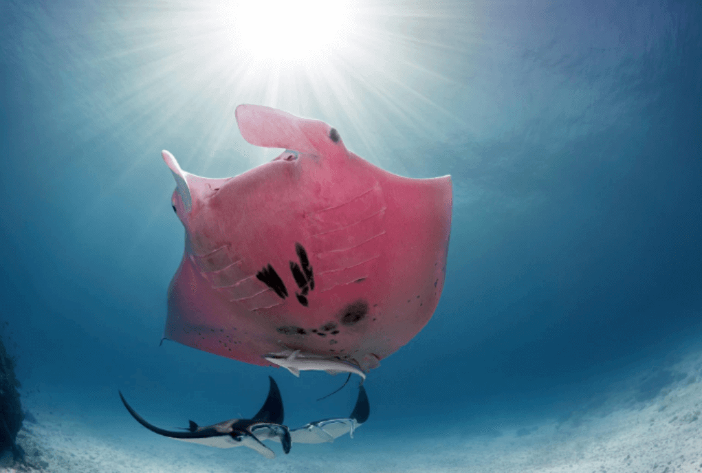 pesce rosa nel mare 