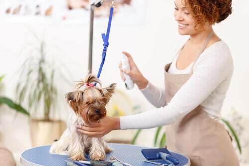 Spray antiparassitario per cani: perché usarlo