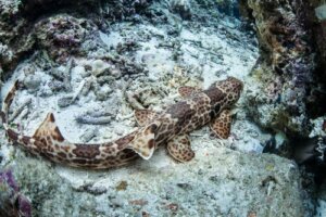 La scoperta degli squali camminanti