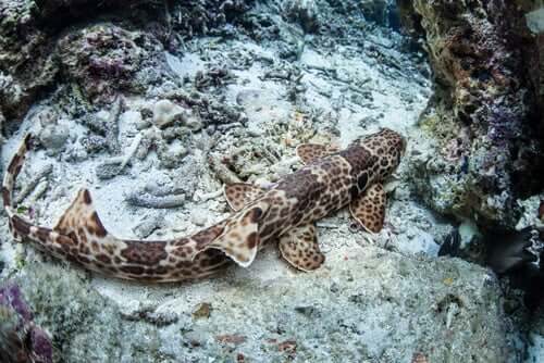 La scoperta degli squali camminanti