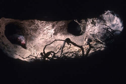 Tunnel sotterranei della talpa senza pelo