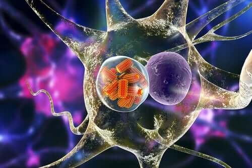 Parassita e ospite, virus della rabbia nei neuroni
