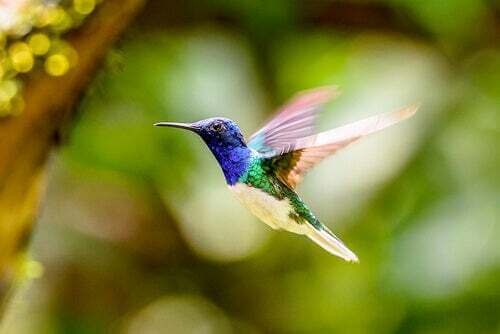 Volo del colibrì