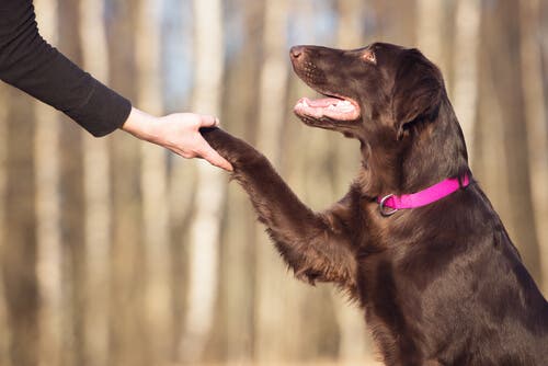 addestraremento del cane: cane dà la zampa