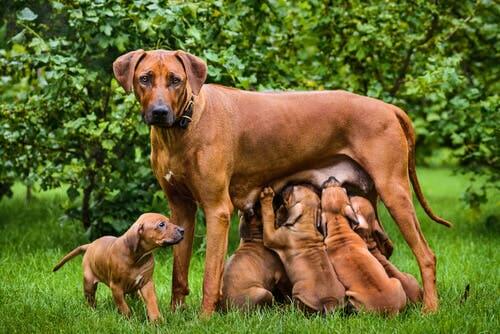 Aspetti principali dell'allattamento nei cani