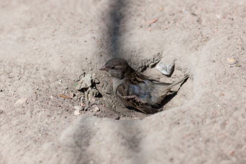 Il passero domestico ha l'abitudine di fare bagni di polvere