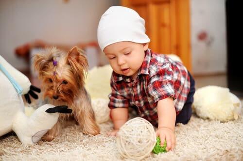 Bambino gioca con cane di piccola taglia
