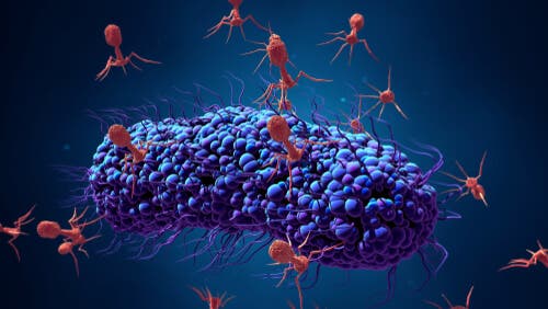 un batteriofago è un virus che infetta i batteri, uccidendoli