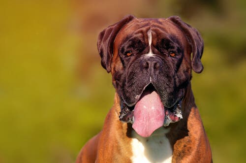 I boxer sbavano molto