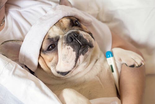 Bulldog francese con l'influenza si misura la febbre.