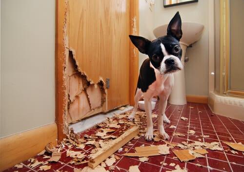 Il comportamento ossessivo negli animali cane che distrugge la porta