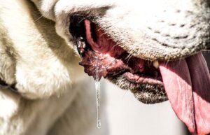 Il cane sbava molto, perché e cosa fare?