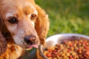 La dieta giusta per i cani con l'intestino irritabile