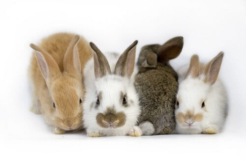 Sindrome vestibolare nel coniglio: di cosa si tratta?