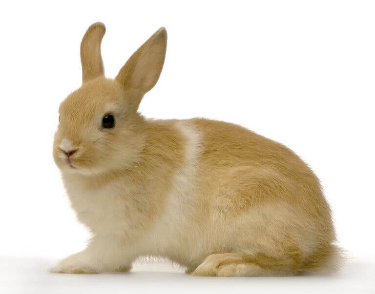 Coniglio domestico marrone