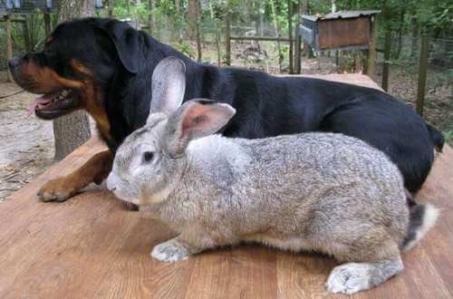 Coniglio gigante cane