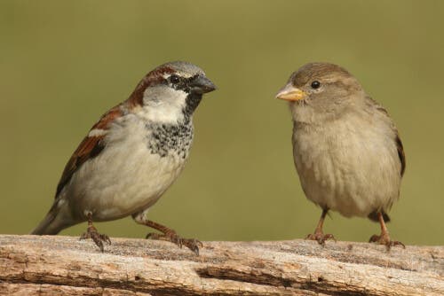 Il maschio e la femmina del passero domestico presentano caratteristiche distinte