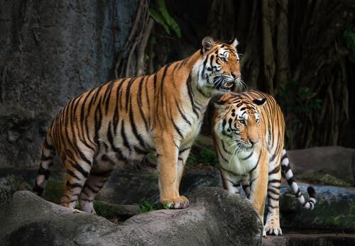 Coppia di tigri in uno zoo
