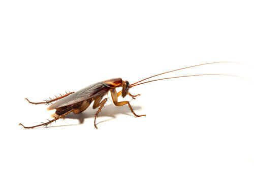 Corpo degli scarafaggi tra gli animali più antichi