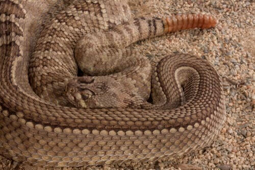 Crotalus atrox