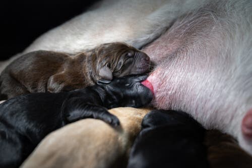 l'allattamento nei cani rappresenta la prima vaccinazione ricevuta dai cuccioli