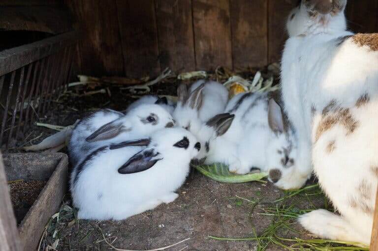 Cuccioli di coniglio con la madre