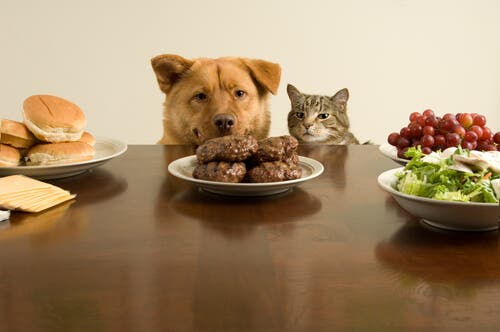 Cane e gatto a tavola