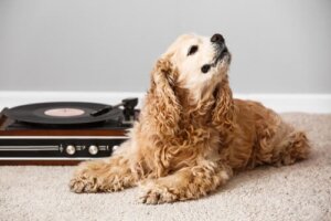 Gli effetti della musica sugli animali