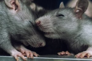 L'empatia dei ratti che evitano di ferire i loro simili