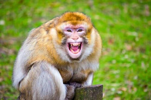 Espressioni dei macachi: scimmia che urla