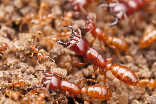 Formica di grandi dimensioni e formiche più piccole