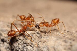 Eusocialità e riproduzione delle formiche
