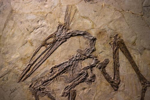 Fossili di dinosauri