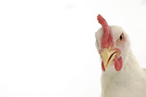 Gallina, primo piano su sfondo bianco