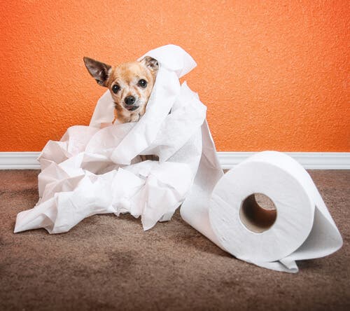 Cane di piccola taglia con carta igienica: incidenti domestici cani