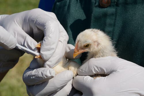 Allerta per un nuovo focolaio di influenza aviaria