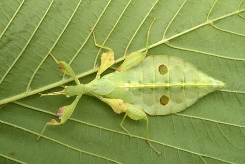 Insetto che si mimetizza