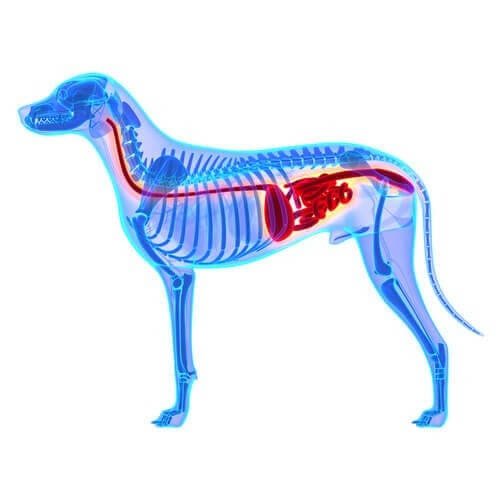 Illustrazione 3D dell'apparato digerente del cane