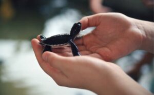 L'attaccamento negli animali selvatici salvati