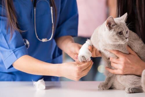 Gatto ferito ad una zampa: malattie comuni nei gatti