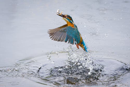 Martin pescatore caccia