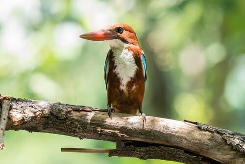 Martin pescatore smirne