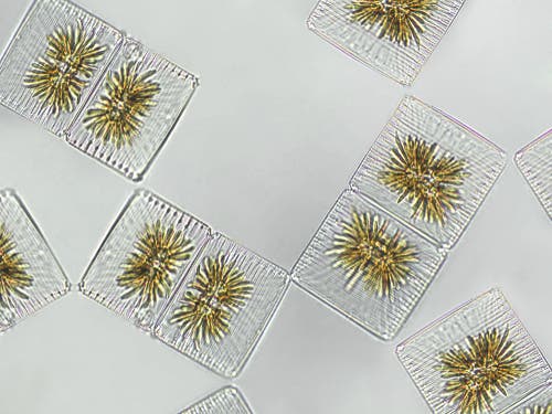 il fitoplancton è formato ma microalghe e cianobatteri