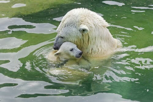 orso polare che accudisce un piccolo